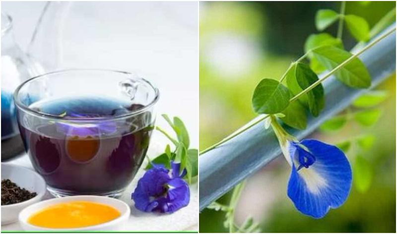 5 Astonishing Benefits of Drinking Blue Tea