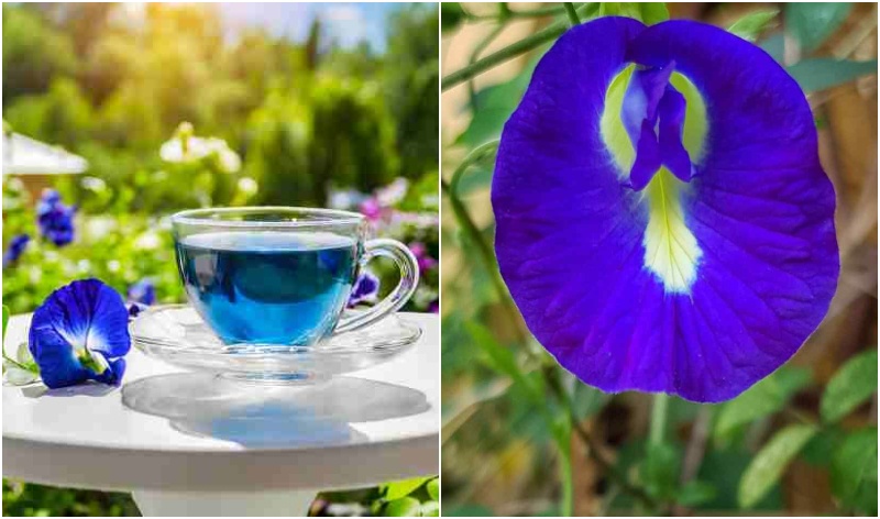 Astonishing Benefits of Drinking Blue Tea